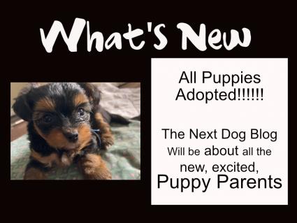 puppies adopted